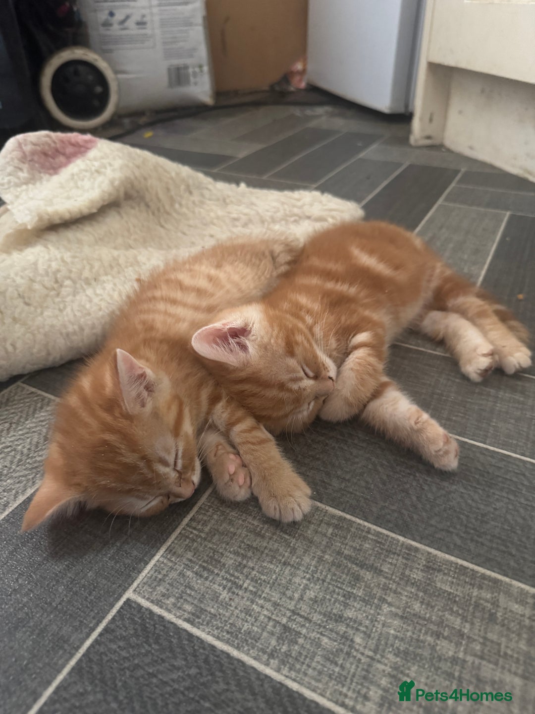 Mixed Breed cats for sale: 2 gorgeous tabby ginger boys  - Image 6