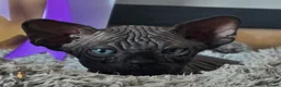 Sphynx cats for sale: FIFe registered Black stunning kittens - Advert 9