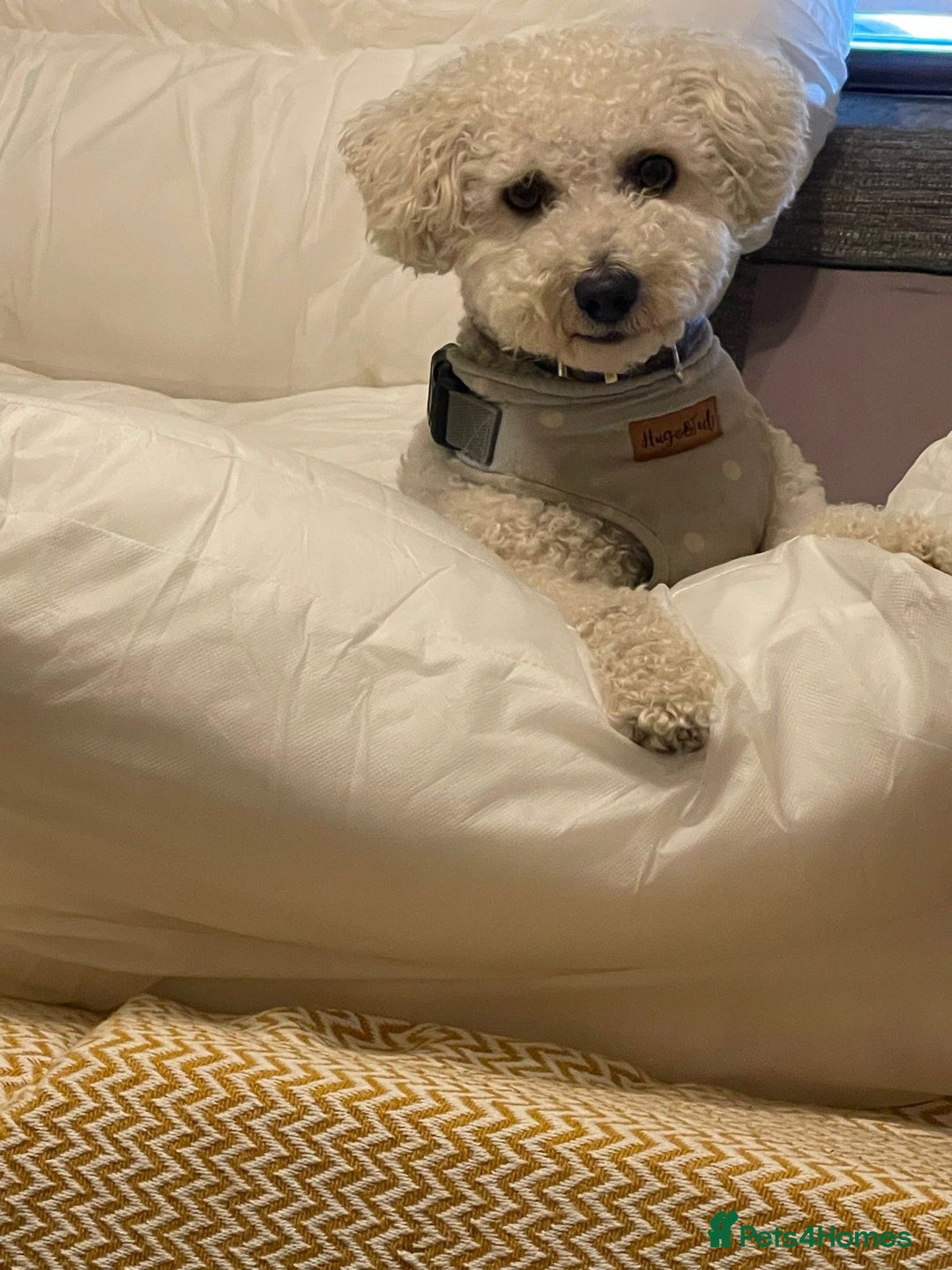 Mixed Breed dogs for adoption: DAISY & BILLY - BONDED PAIR  - Advert 4