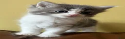 Persian cats for sale: Beautiful Persian Kittens Ready for Forever Homes - Advert 27