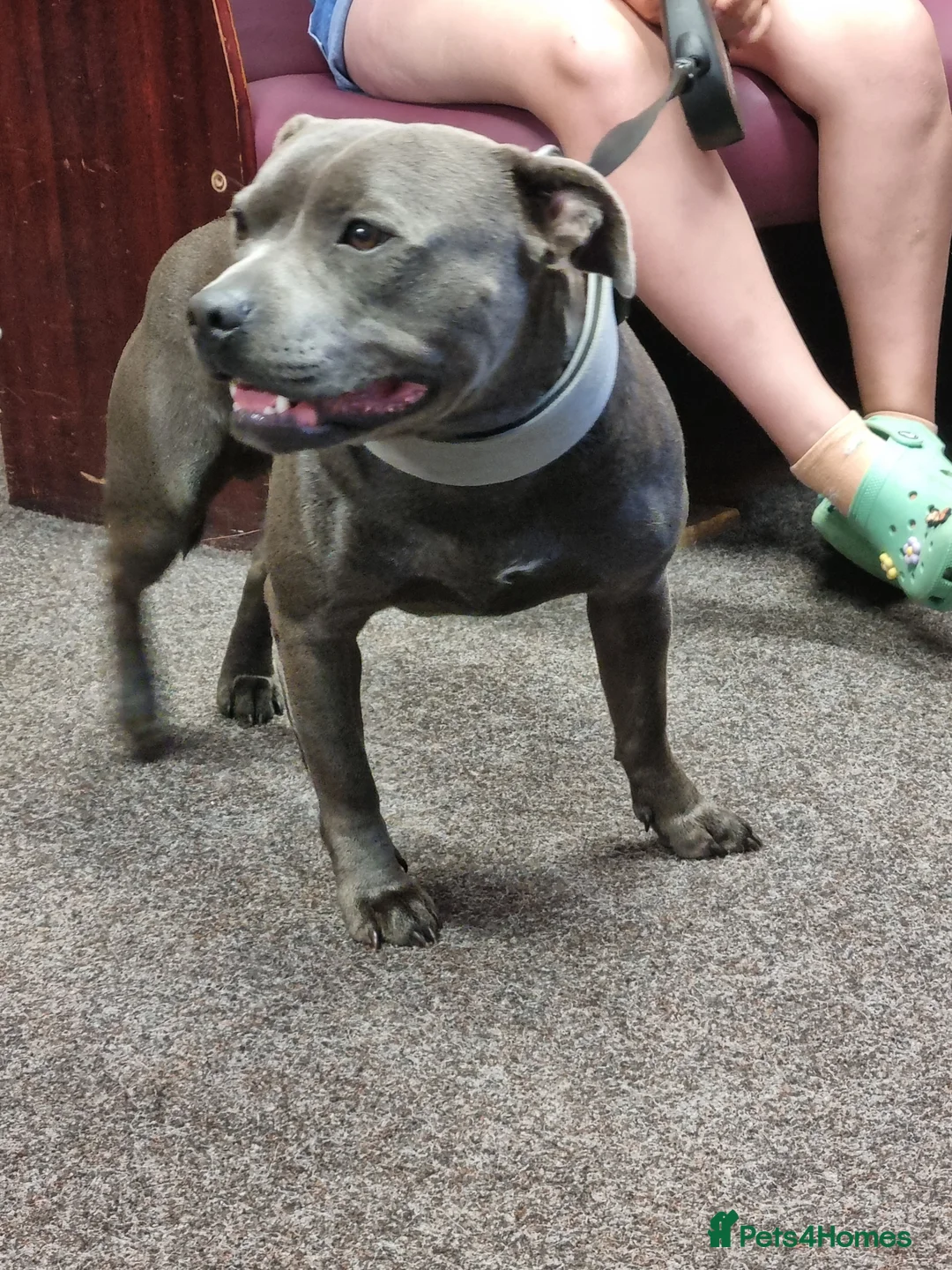 Staffordshire Bull Terrier dogs for stud: stunning blue stud in Barnsley - Advert 5