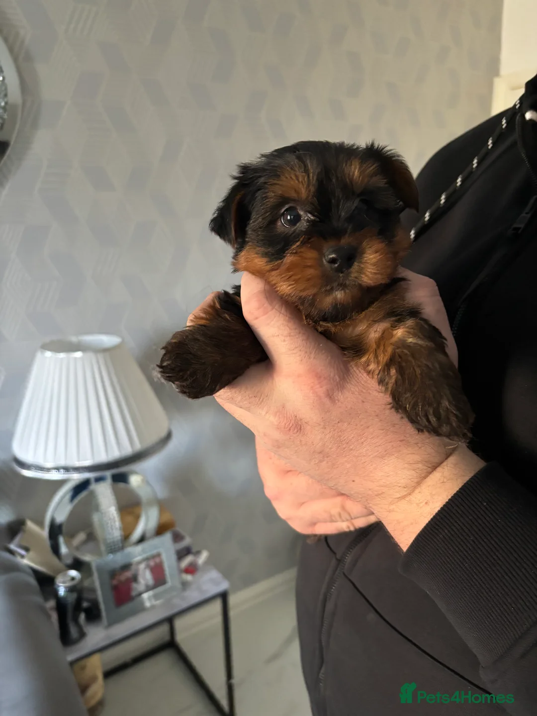 Yorkshire Terrier dogs for sale: Yorkshire terrier  in Cardiff - Advert 1