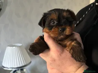 Yorkshire Terrier dogs Yorkshire terrier - Advert 1