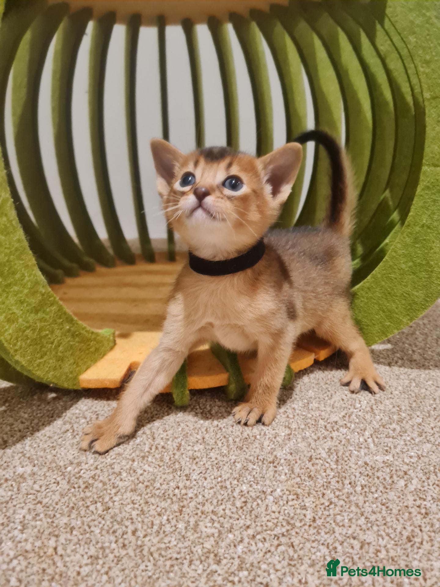 Abyssinian cats One beautiful Abyssinian boy - Advert 7