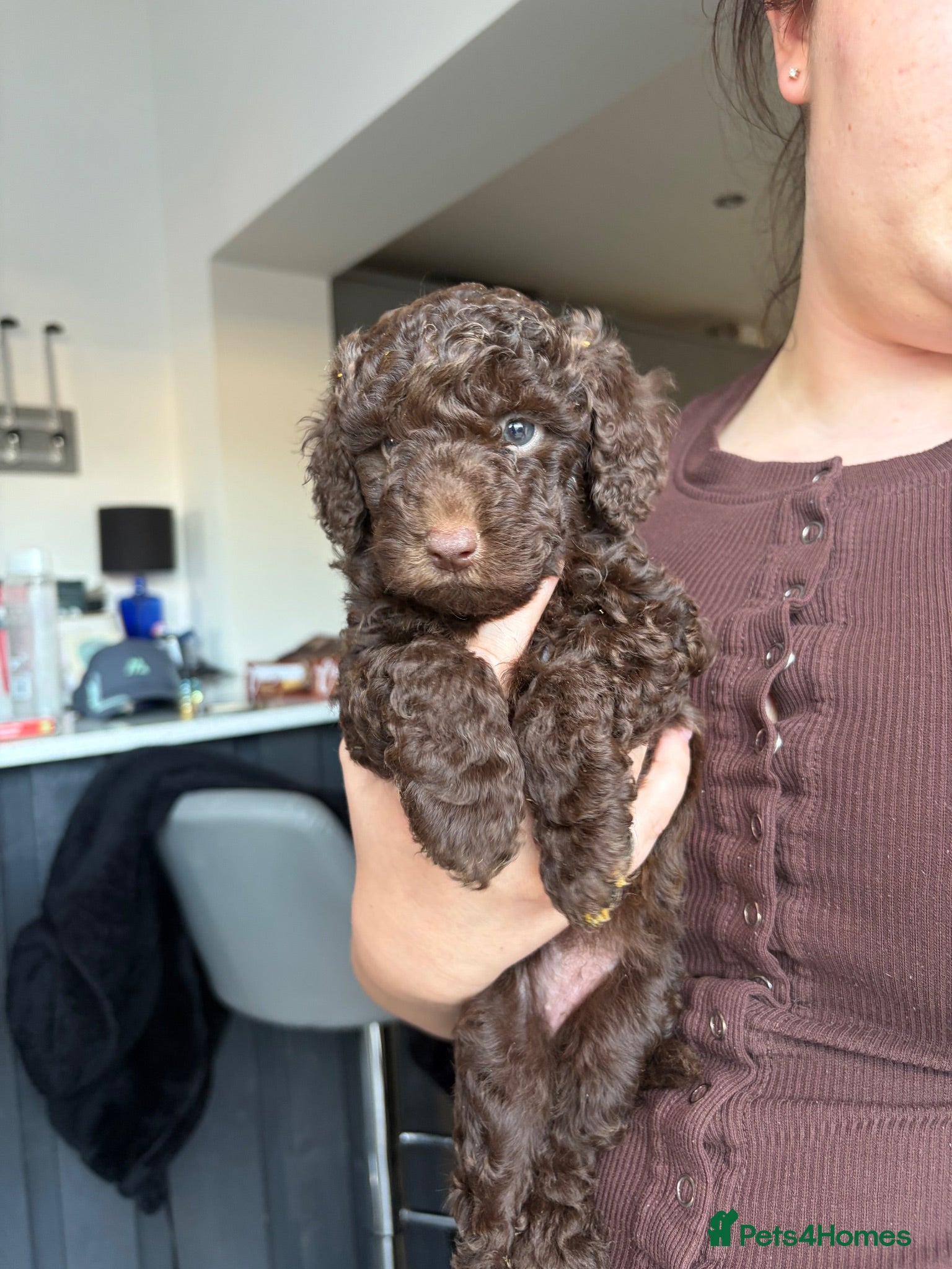 Bordoodle dogs Stunning little of colliepoo/bordoodle puppies  - Advert 1