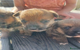 Mixed Breed dogs for sale: Corrier (Corgi X Border Terrier)  - Image 2