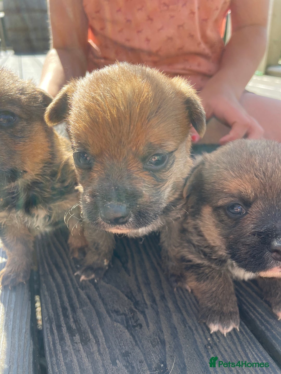 Mixed Breed dogs for sale: Corrier (Corgi X Border Terrier)  - Image 2