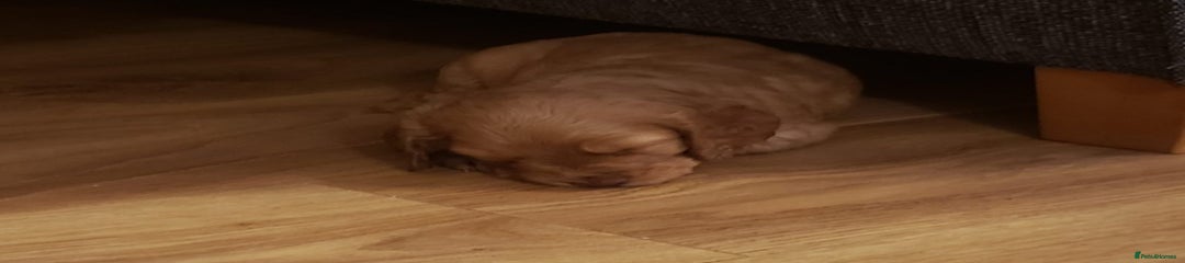 Cocker Spaniel Puppy 4