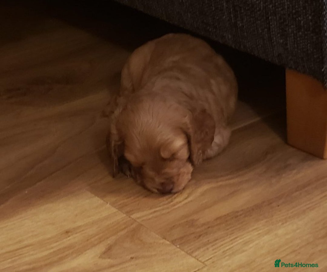 Cocker Spaniel dogs for sale: Beautiful cocker Spaniel puppies - Advert 5