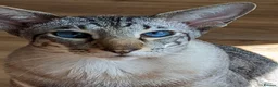 Oriental cats for sale: Beautiful gentle giant  - Advert 6
