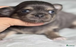Chihuahua dogs for sale: Chocolate Girl, Blue Boy Longhair Chihuahua  - Image 7