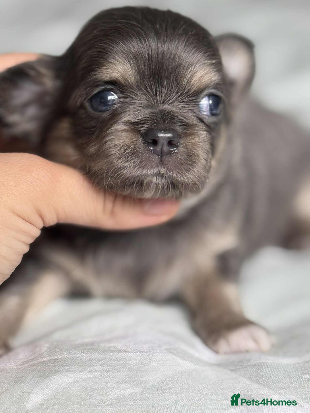 Chihuahua dogs for sale: Chocolate Girl, Blue Boy Longhair Chihuahua  - Image 7