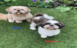 Shih Tzu dogs for sale: 💕🐶💕 STUNNING SHIH TZU 💕🐶💕 - Image 2
