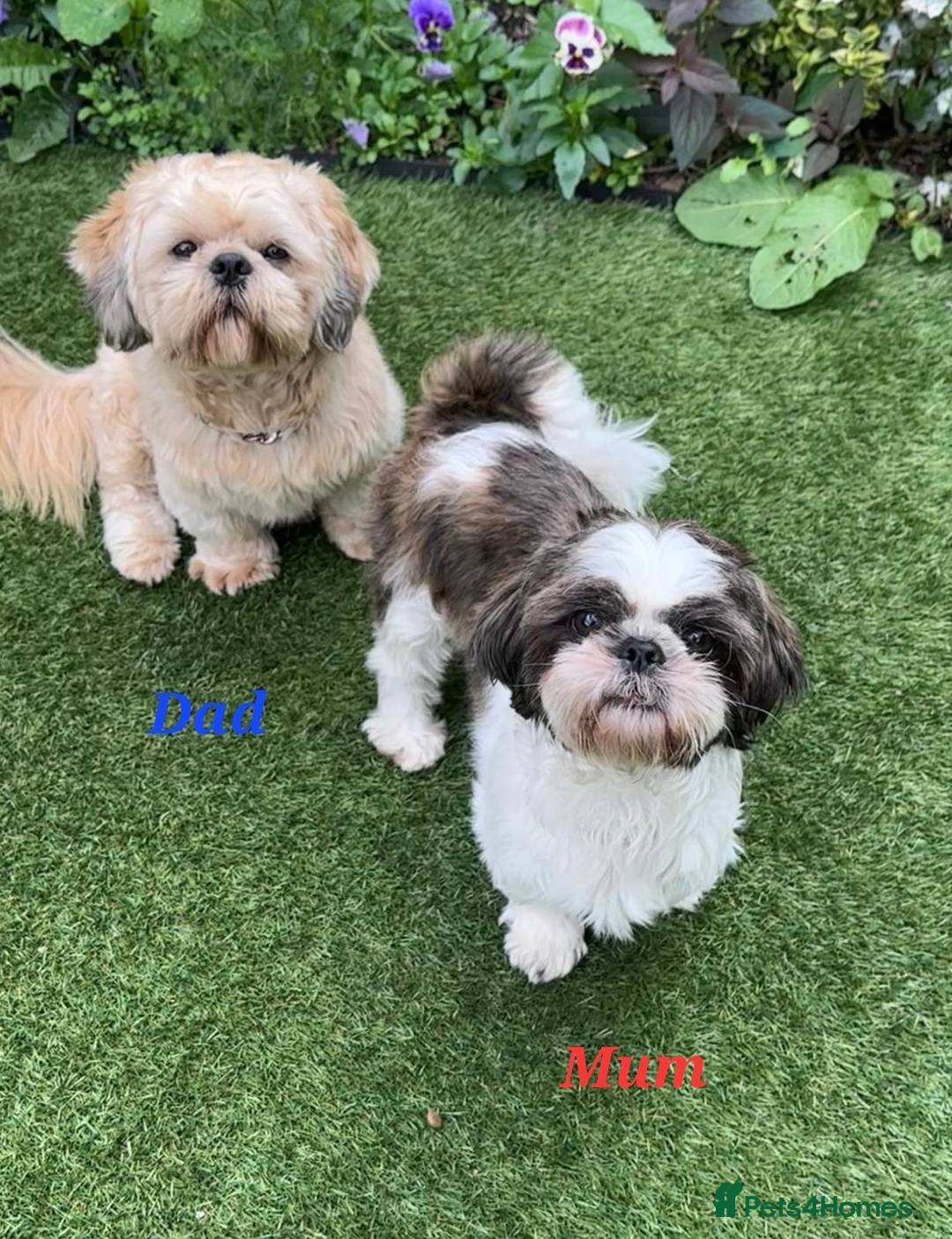 Shih Tzu dogs for sale: 💕🐶💕 STUNNING SHIH TZU 💕🐶💕 - Image 2