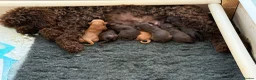 Cavapoo dogs for sale: Chocolate Cavapoos amazing quality - Advert 3