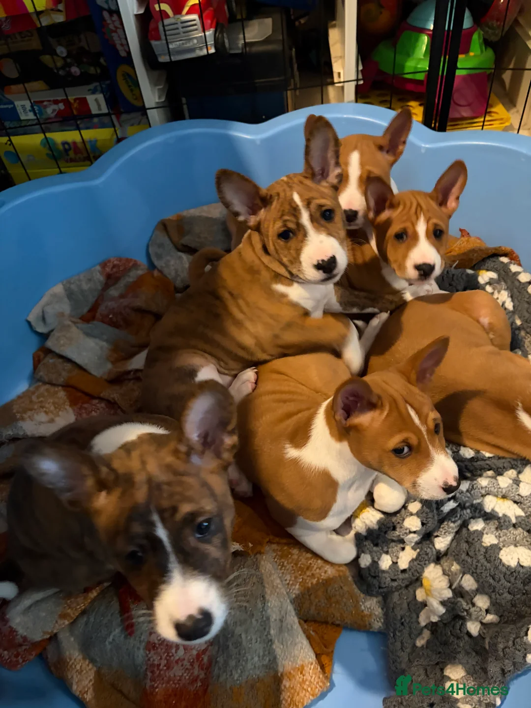 Basenji dogs for sale: 4 remaining basenji puppies left pure basenji  - Advert 1