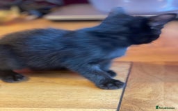 Russian Blue cats for sale: Black kitten - Image 2