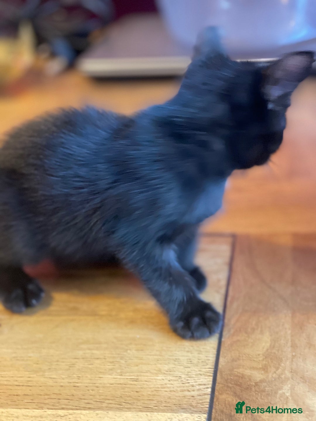 Russian Blue cats for sale: Black kitten - Image 2