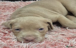 American Bully dogs for sale: American Bully Pups for sale - Image 23