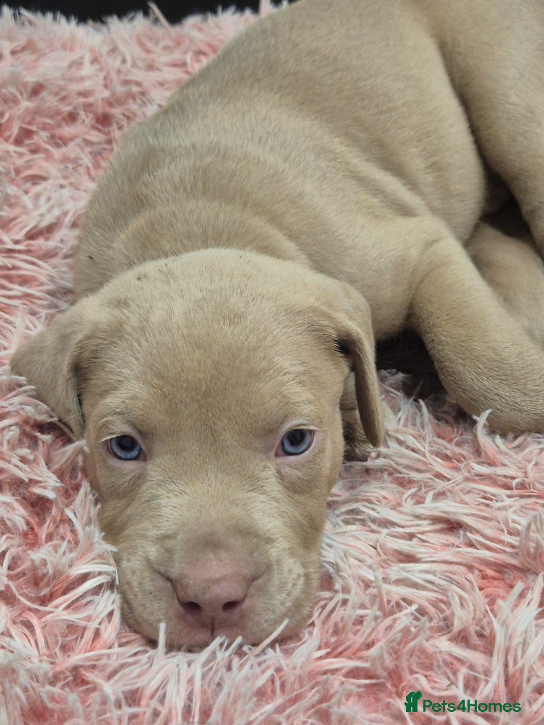American Bully dogs for sale: American Bully Pups for sale - Image 23