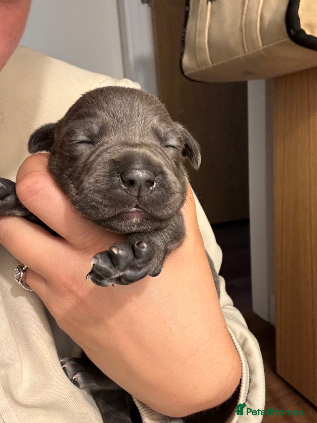Staffordshire Bull Terrier dogs for sale: Beautiful Blue Stafford bullterriers - Image 8