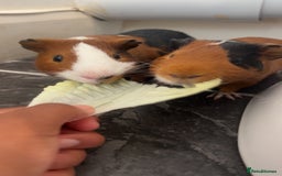 Guinea Pig rodents for sale: 2 boy guniea pigs for sale  - Image 1