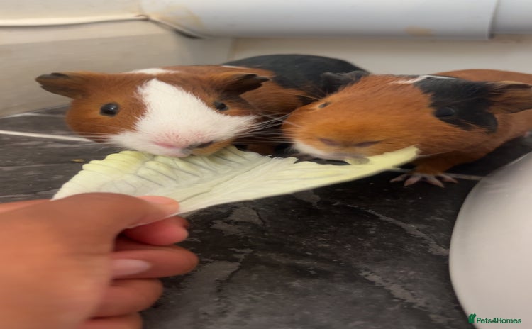 Guinea Pig rodents - Advert 1