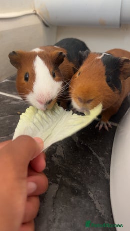 Guinea Pig rodents - Advert 4