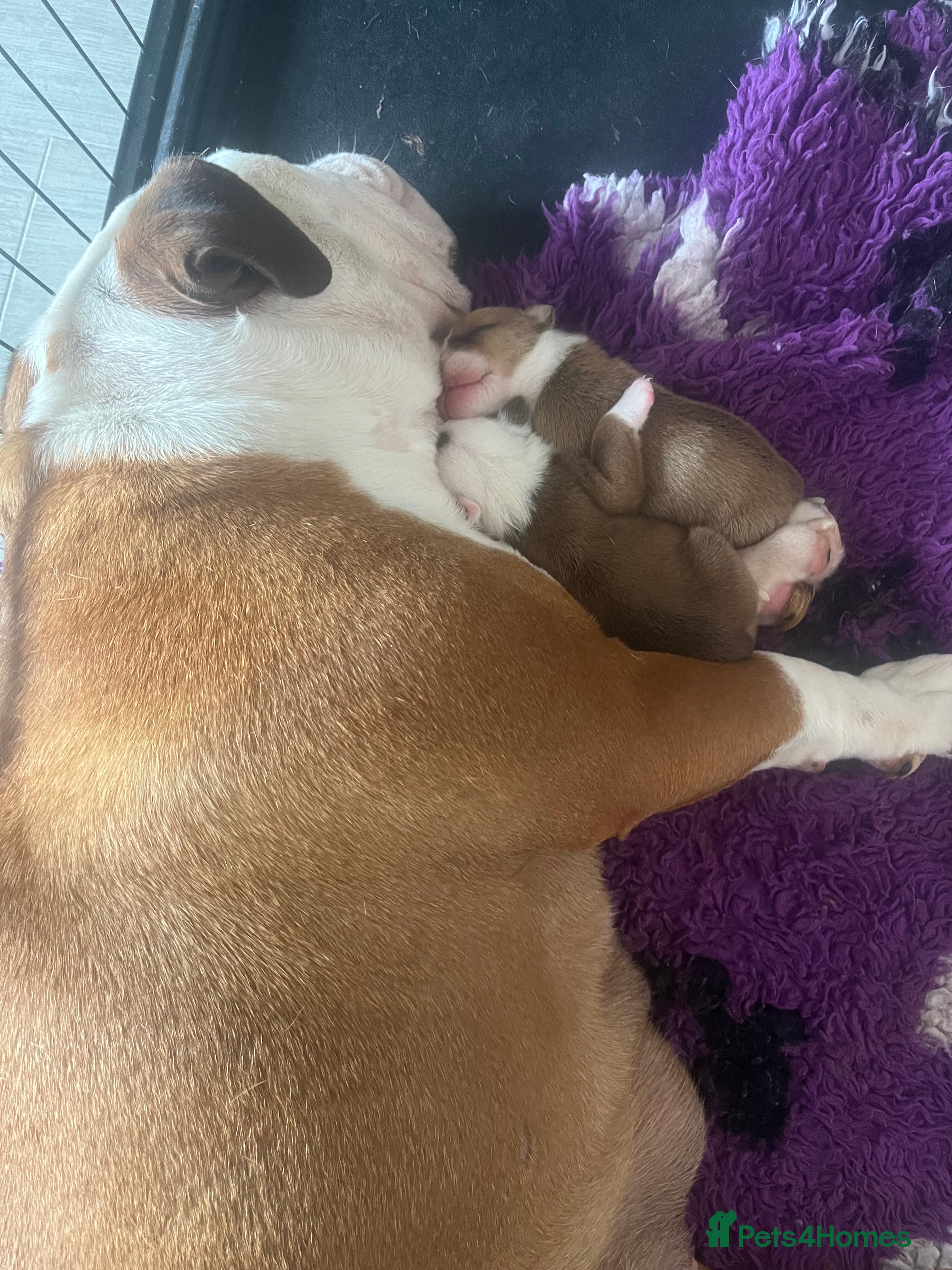 English Bulldog dogs 2 stunning British bulldog girls available  - Advert 20