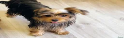 Yorkshire Terrier dogs for sale: Stunning Yorkshire Terrier puppies.  - Advert 5