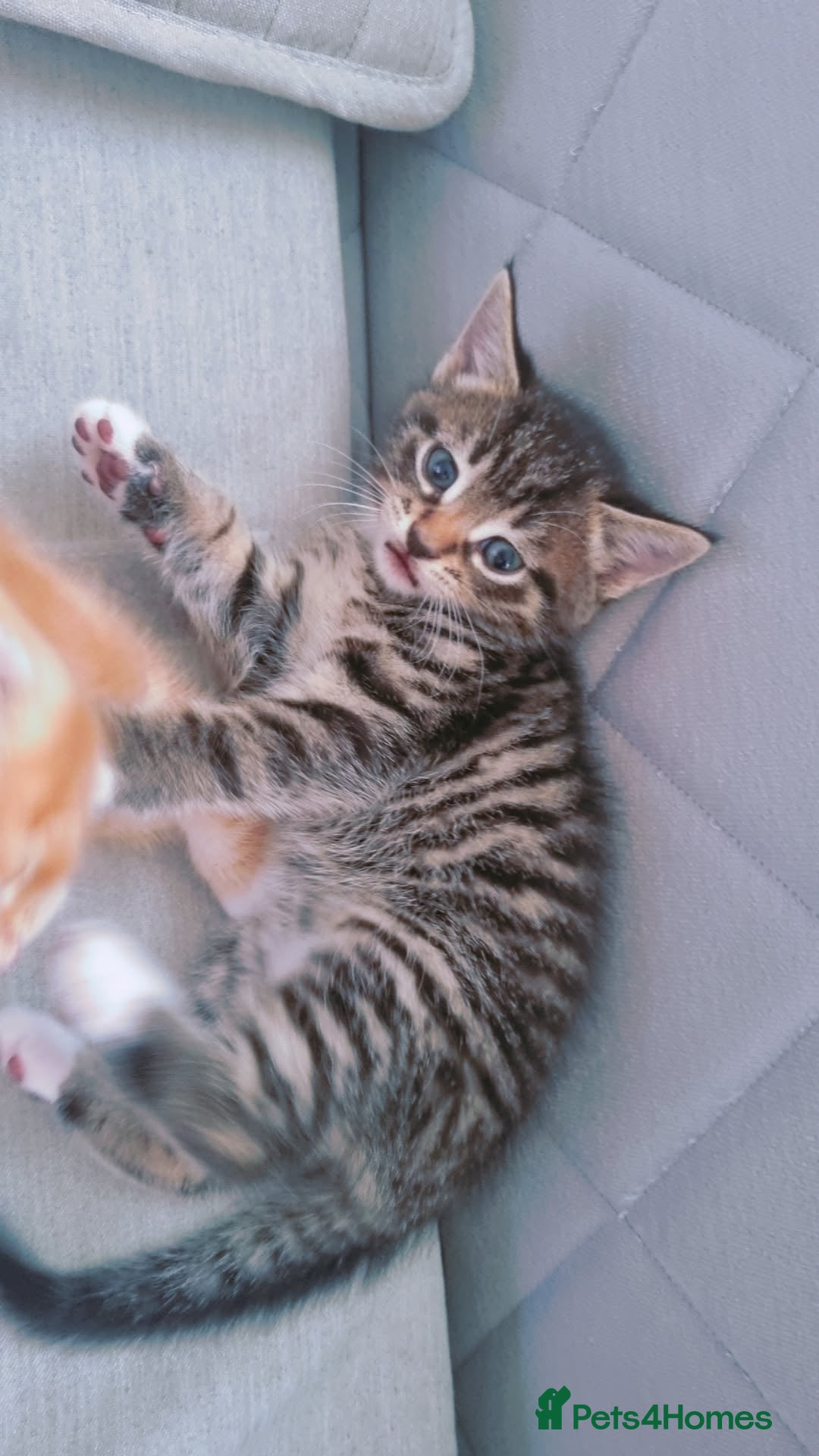 British Shorthair cats for sale:  Cat male kitten - Advert 5