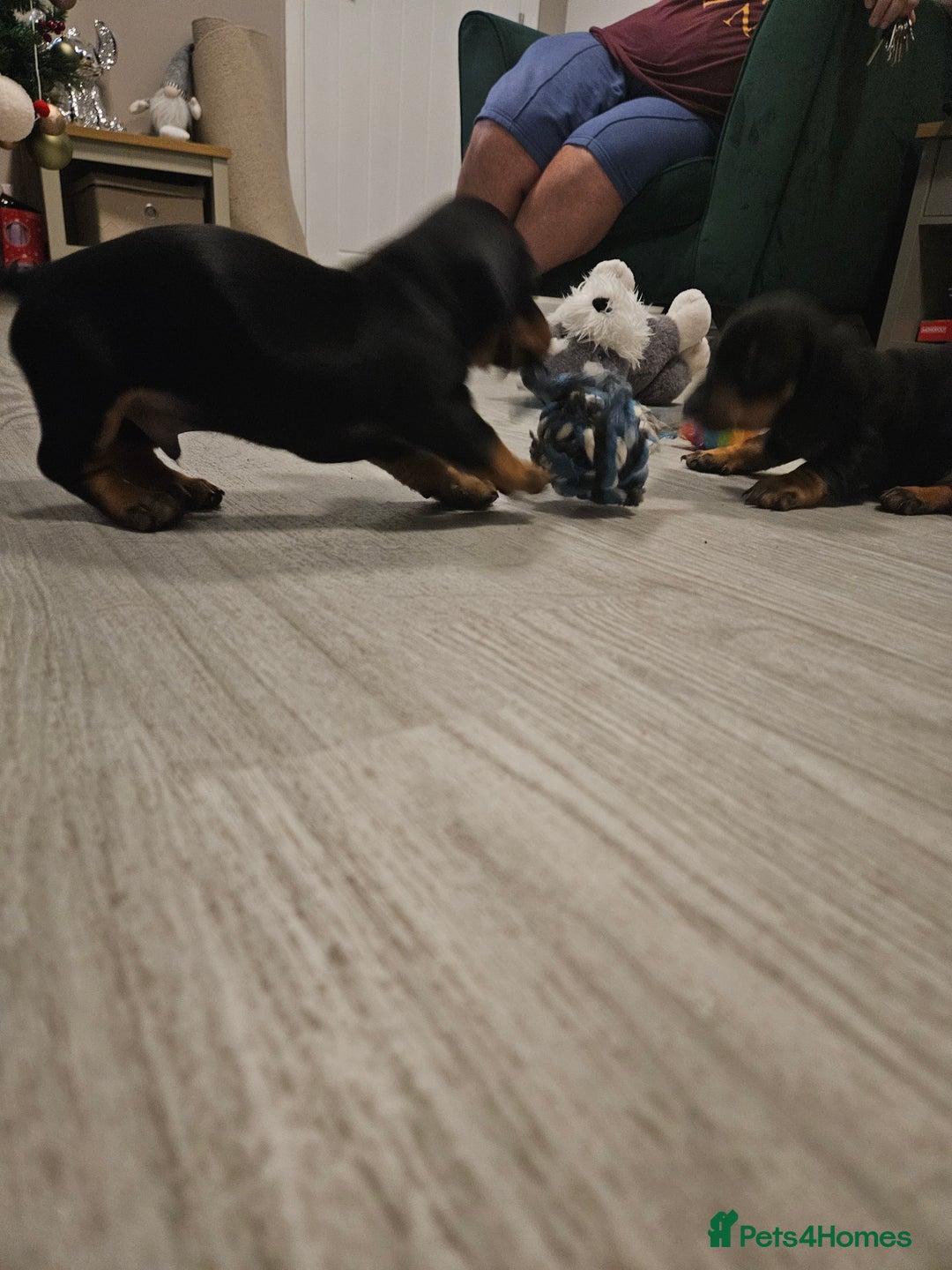 Miniature Dachshund dogs for sale: Miniature dachshund male puppies - Advert 19