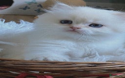 British Longhair cats for sale: ‼️🐾😍Colourpoint purebred BLH😻1 Left 🐱 - Advert 22