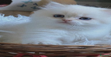 British Longhair cats - Advert 7