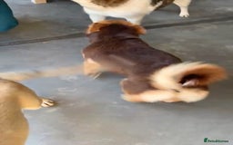 Mixed Breed dogs for adoption: Myrtle, 2-3 years old. Reserved stc. in Brixham - Image 6