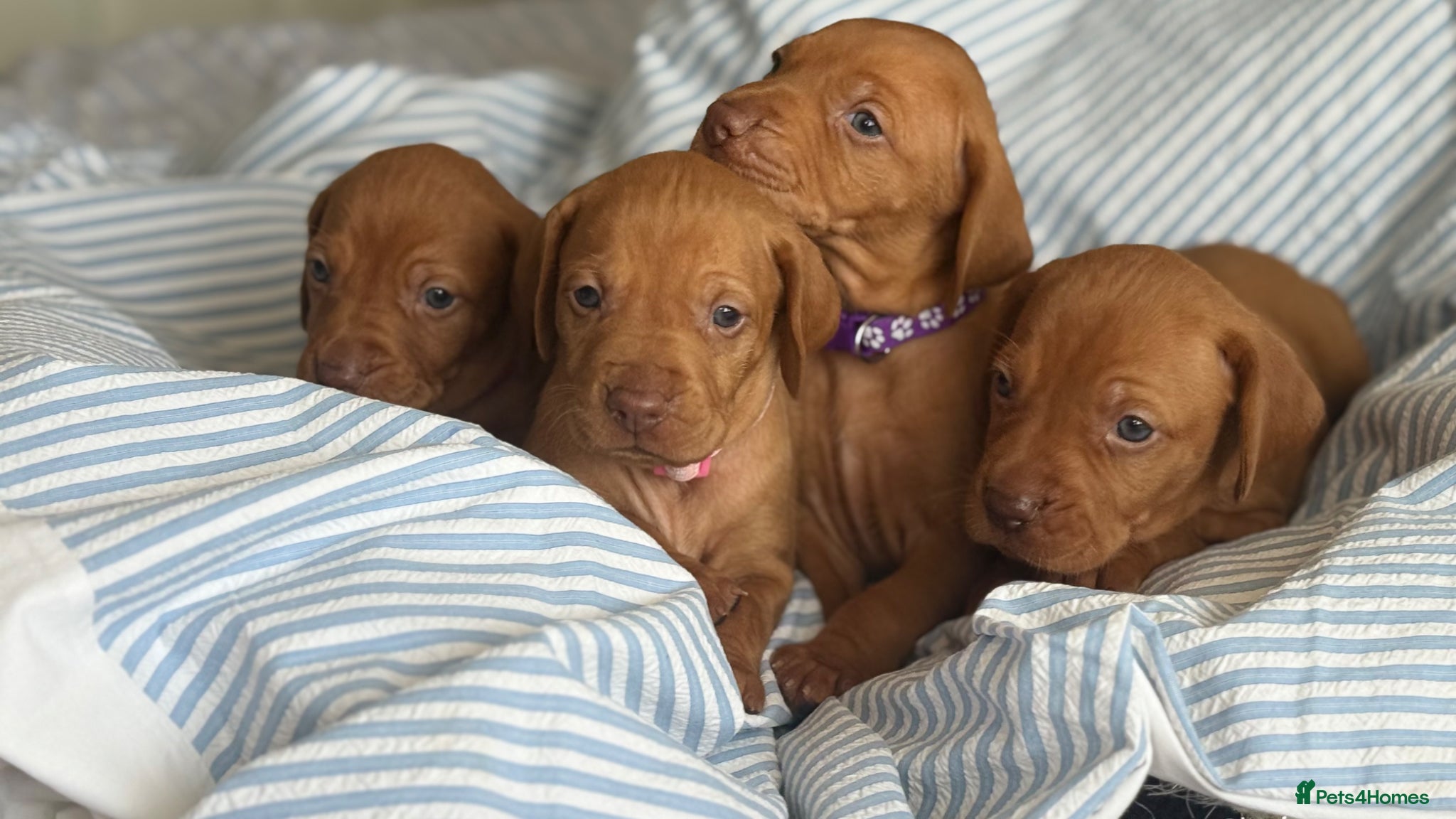 Hungarian Vizsla dogs Viszla Puppies 🐶 4 girls left!!!  - Advert 8