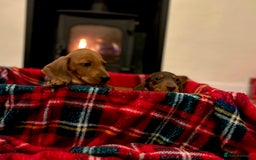 Miniature Dachshund dogs for sale: KC reg miniature smooth haired dachshunds  - Image 14