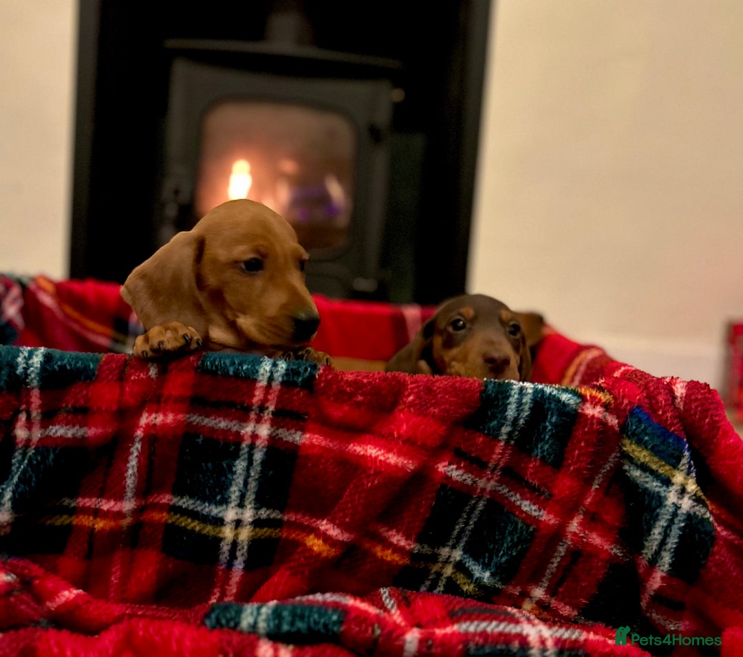 Miniature Dachshund dogs for sale: KC reg miniature smooth haired dachshunds  - Image 14