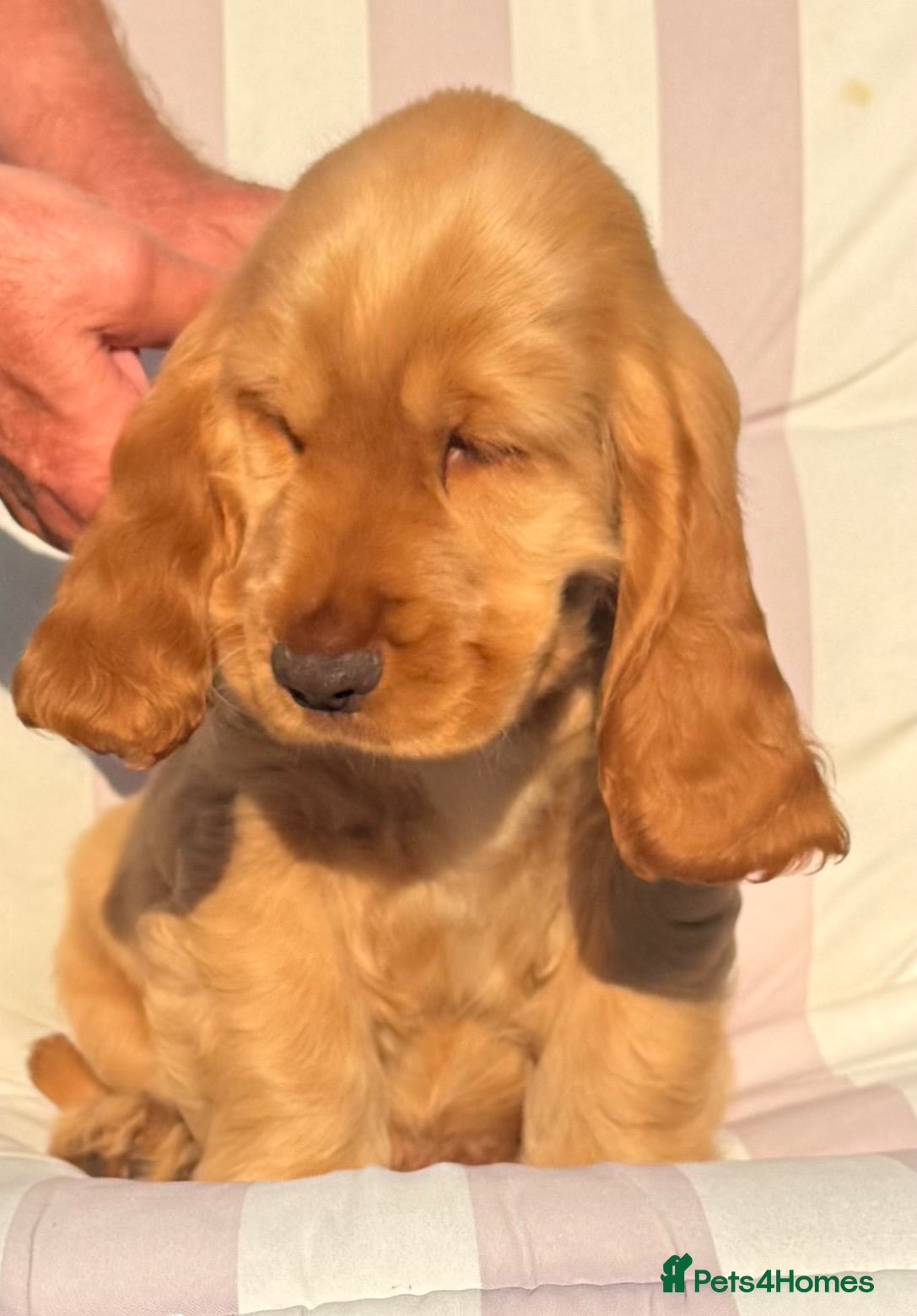 Cocker Spaniel dogs Quality Simbawood Lines TRUE Show Type Cocker  - Advert 5