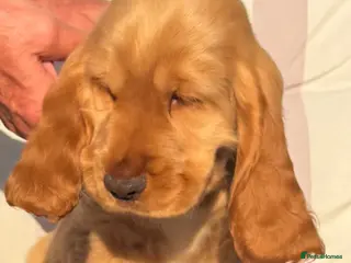 Cocker Spaniel dogs Quality Simbawood Lines TRUE Show Type Cocker - Advert 5