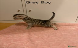 Bengal cats for sale: Pure Bengal Kittens Available  - Image 7