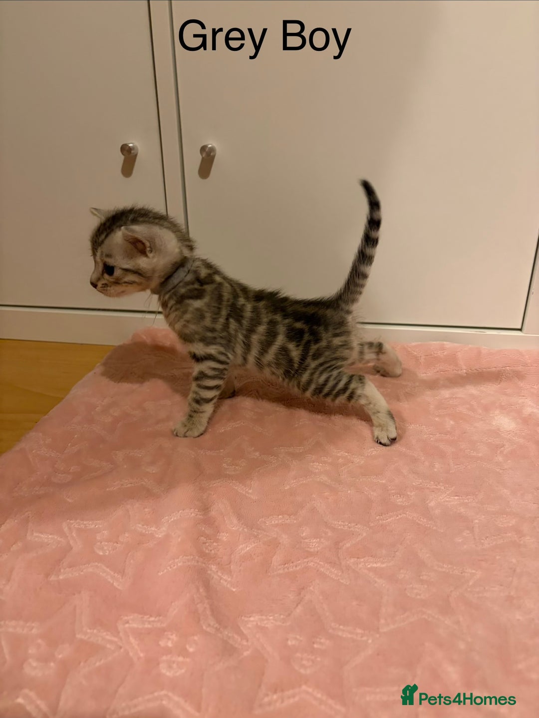 Bengal cats for sale: Pure Bengal Kittens Available  - Image 7