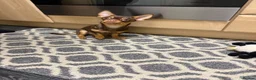 Chihuahua dogs for sale: Chocolate brown chihuahua  - Advert 3