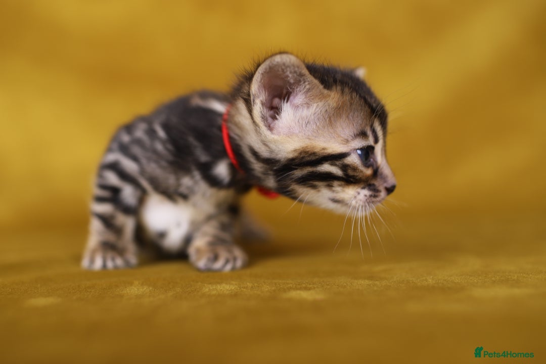 Bengal cats for sale: 6 stunning Bengal kittens, possibly our best yet! - Image 7