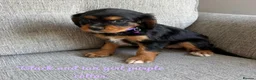 Cavalier King Charles Spaniel dogs for sale: Cavalier King Charles puppies  - Advert 12