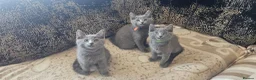 Russian Blue cats for sale: **TICA full pedigree Russian Blue kittens - Advert 18