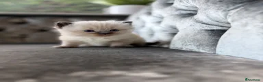 Ragdoll 1