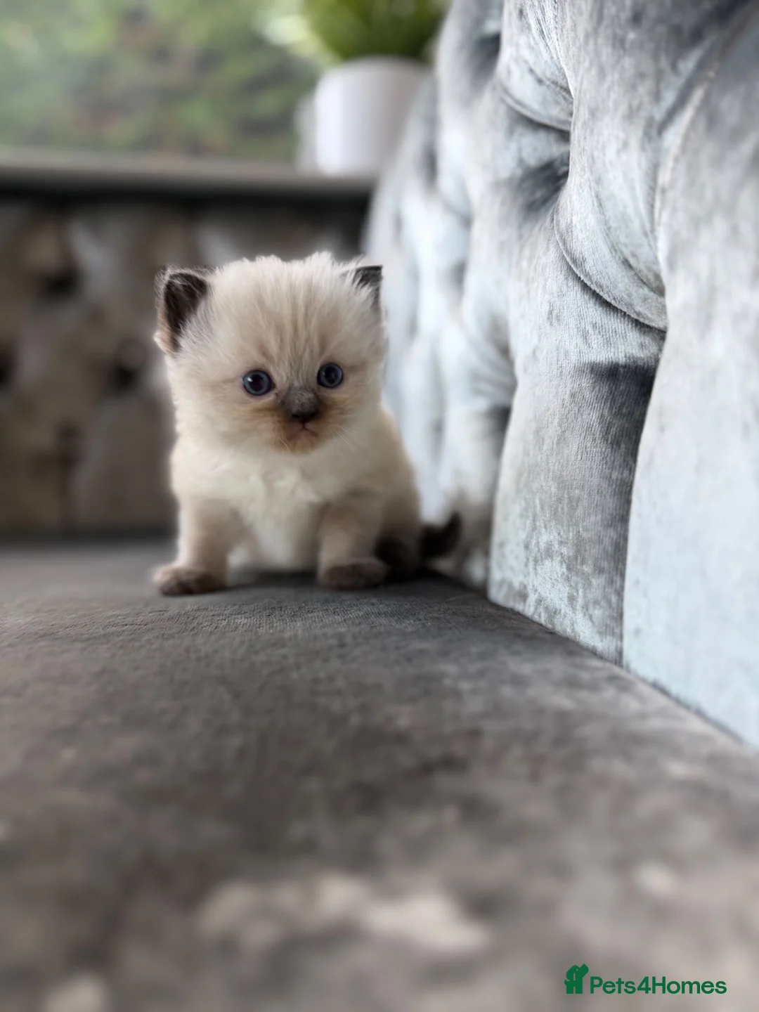 Ragdoll cats for sale: Ragdoll - Advert 10