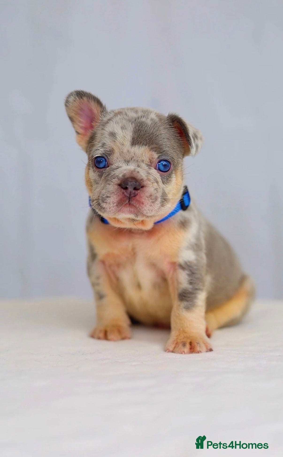 French Bulldog dogs Beautiful Frenchie Puppies Raised with Love 🐾 - Advert 1