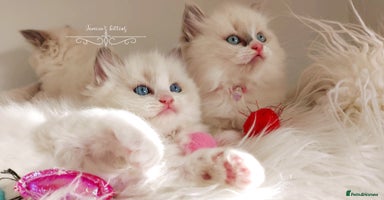 Ragdoll cats - Advert 12